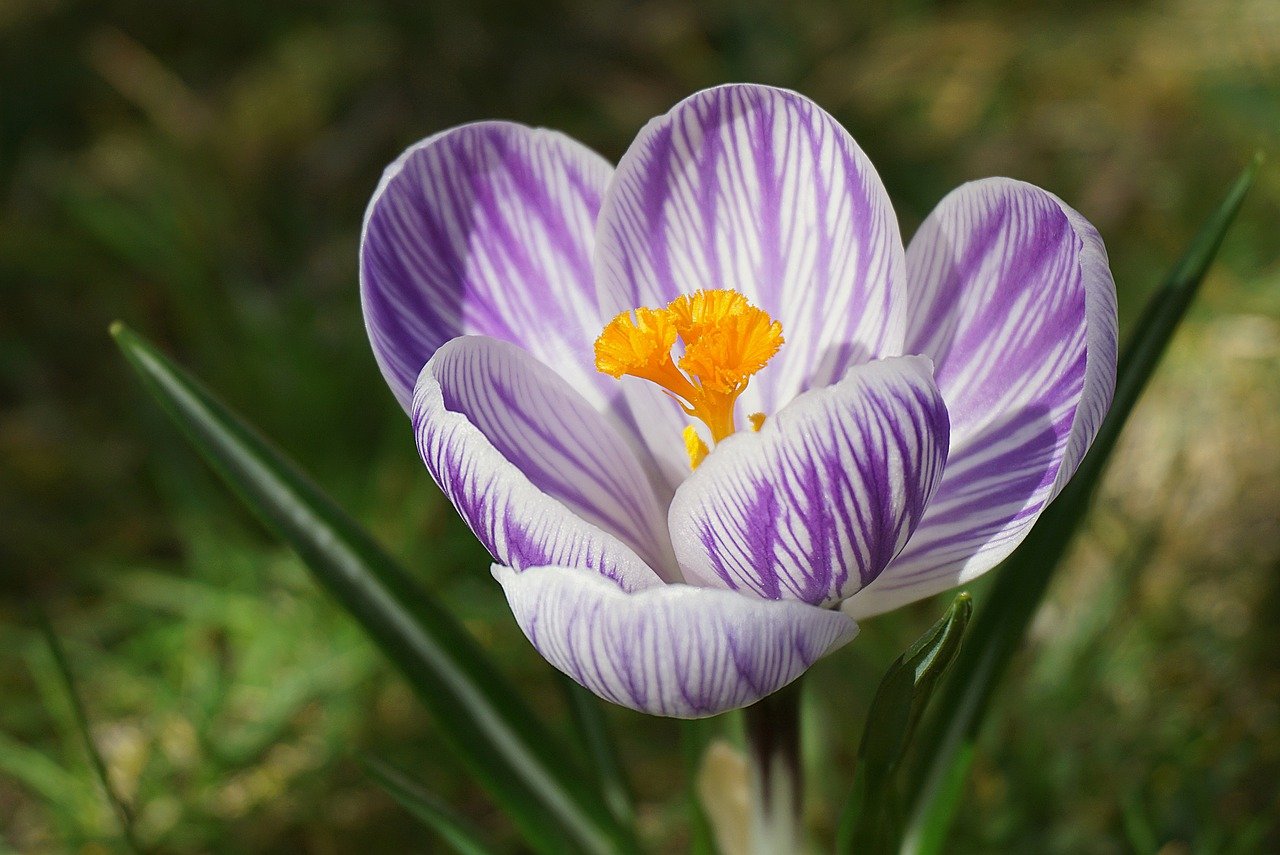 crocus, flower, plant